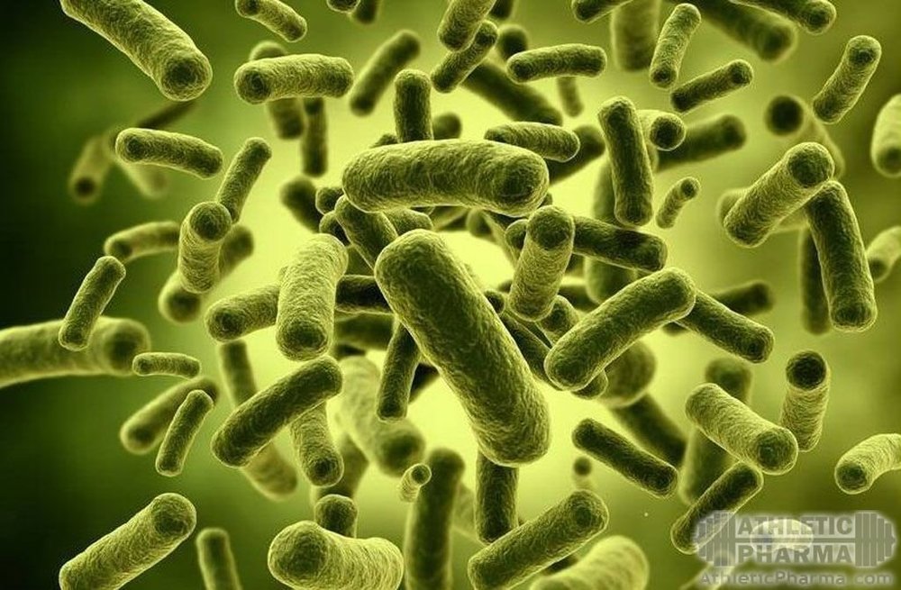Бактерии пробиотики