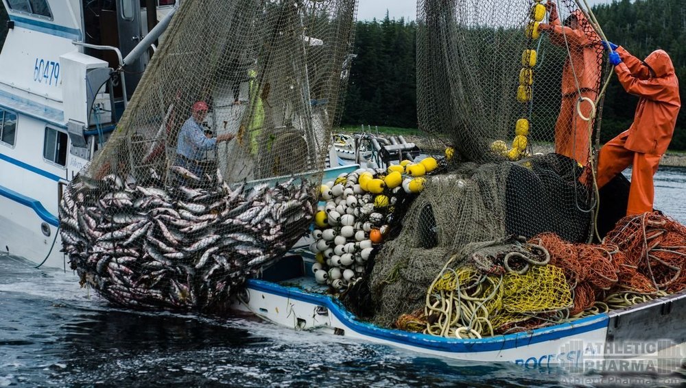 Промышленная ловля рыбы в Дании