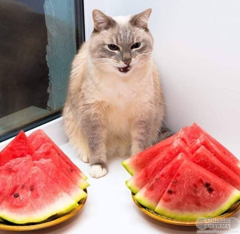 Коту не нравится арбуз